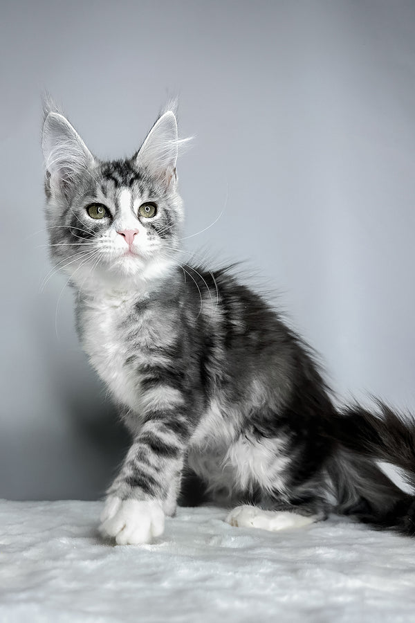 Dolly | Maine Coon Kitten