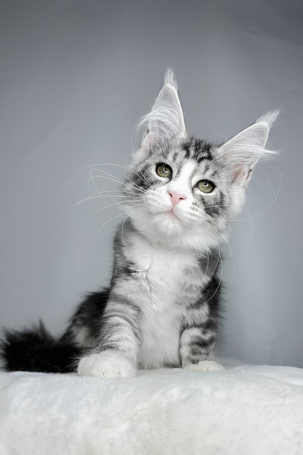 Dolly | Maine Coon Kitten