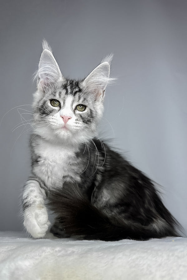 Dolly | Maine Coon Kitten