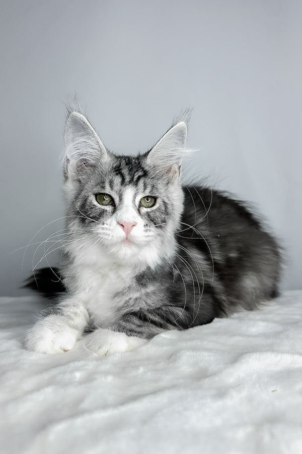 Dolly | Maine Coon Kitten