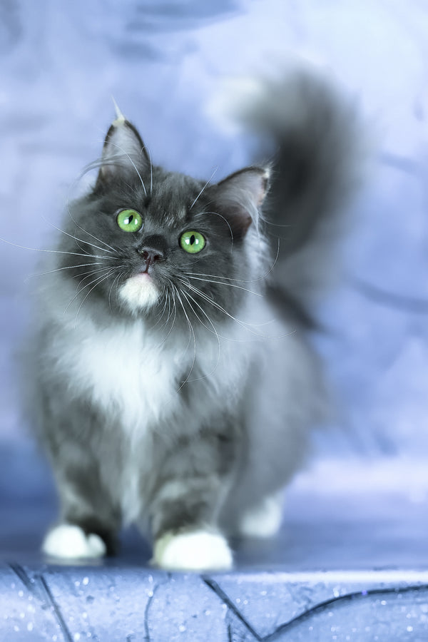 Dolores | Siberian Kitten
