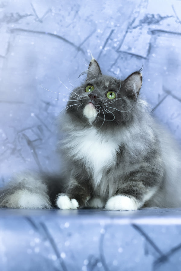Dolores | Siberian Kitten