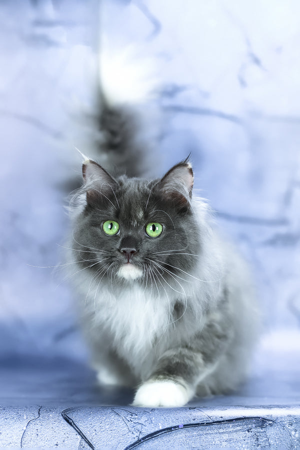 Dolores | Siberian Kitten