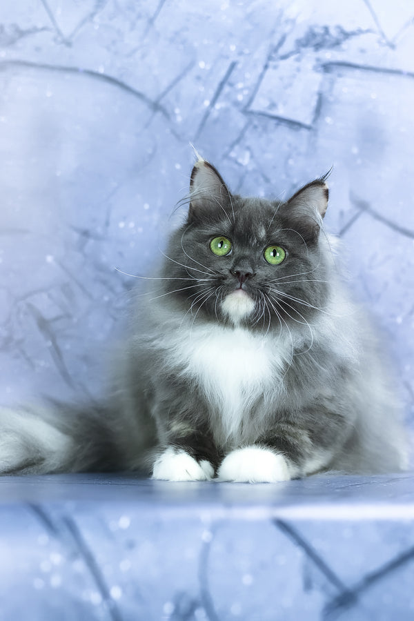 Dolores | Siberian Kitten