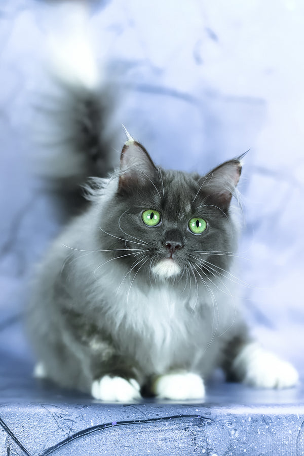 Dolores | Siberian Kitten