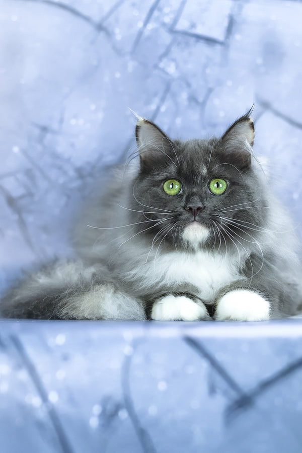 Dolores | Siberian Kitten