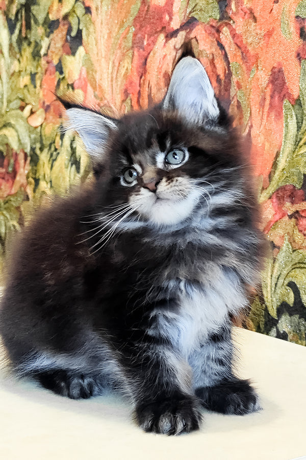 Dominic | Maine Coon Kitten