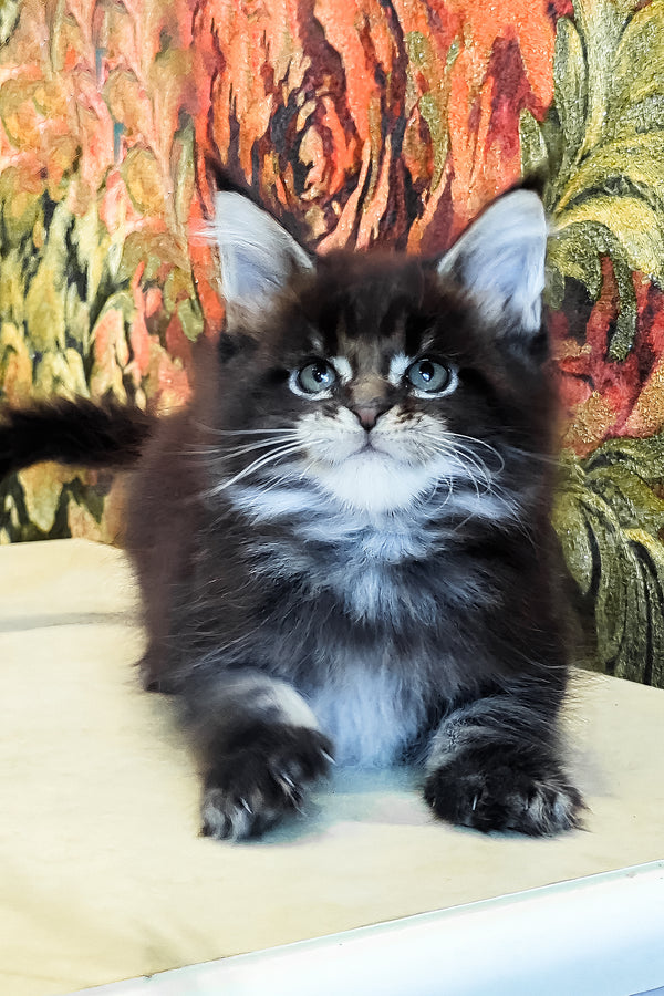 Dominic | Maine Coon Kitten