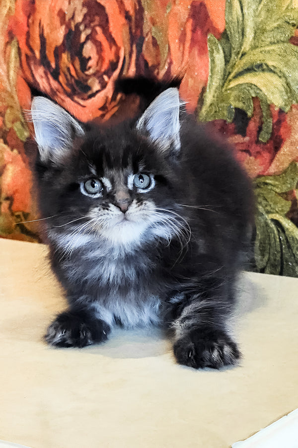 Dominic | Maine Coon Kitten