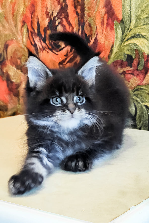 Dominic | Maine Coon Kitten