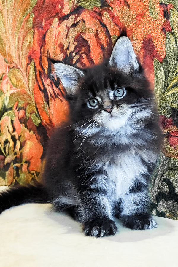 Dominic | Maine Coon Kitten