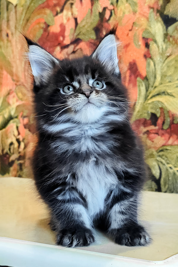 Dominic | Maine Coon Kitten