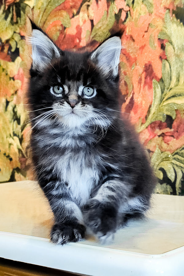 Dominic | Maine Coon Kitten