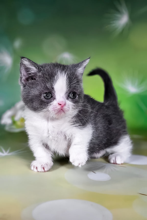 Dominic | Munchkin Kitten
