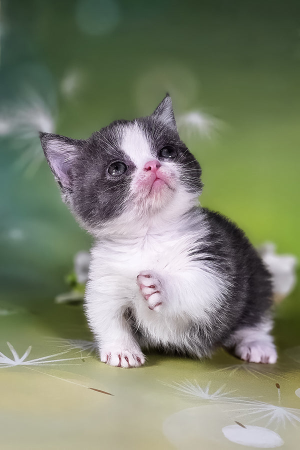 Dominic | Munchkin Kitten
