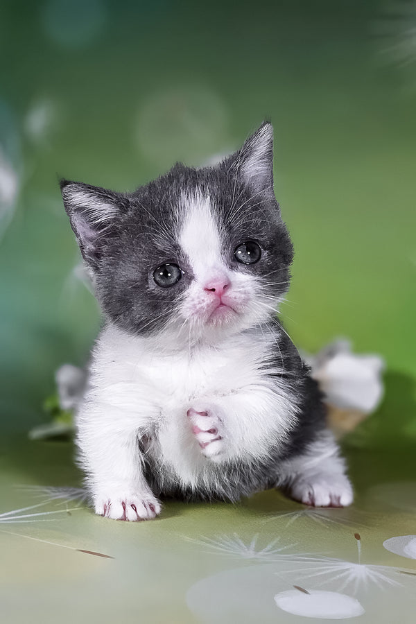 Dominic | Munchkin Kitten