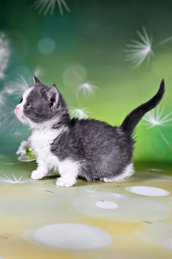 Dominic | Munchkin Kitten
