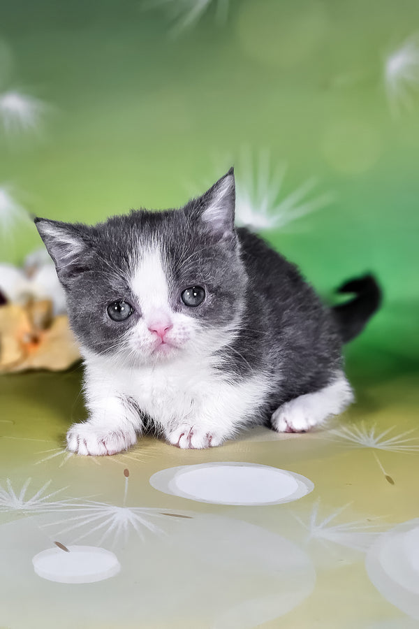 Dominic | Munchkin Kitten