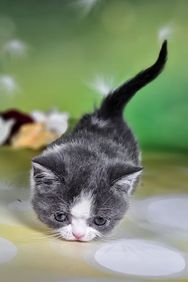 Dominic | Munchkin Kitten