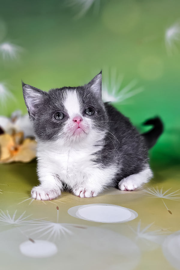 Dominic | Munchkin Kitten