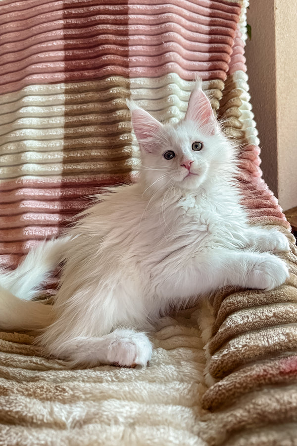 Dominick | Maine Coon Kitten