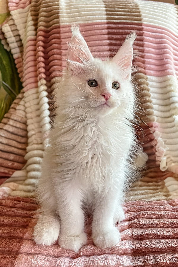 Dominick | Maine Coon Kitten