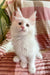 Dominick | Maine Coon Kitten