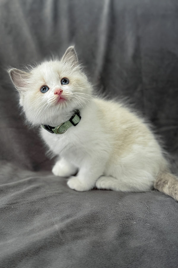 Don | Ragdoll Kitten