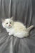 Don | Ragdoll Kitten