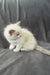 Don | Ragdoll Kitten
