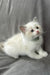 Don | Ragdoll Kitten