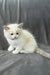Don | Ragdoll Kitten