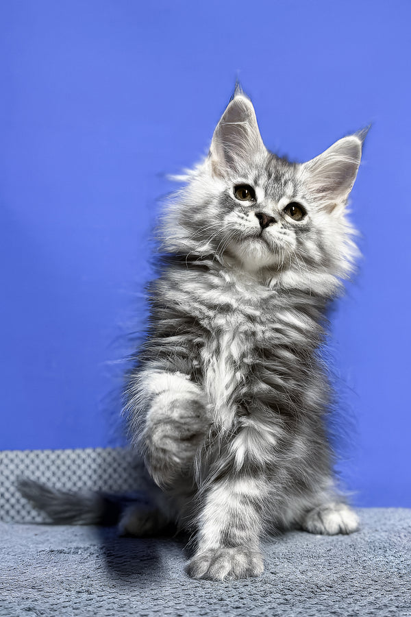 Doni | Maine Coon Kitten