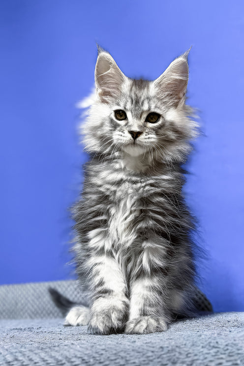 Doni | Maine Coon Kitten