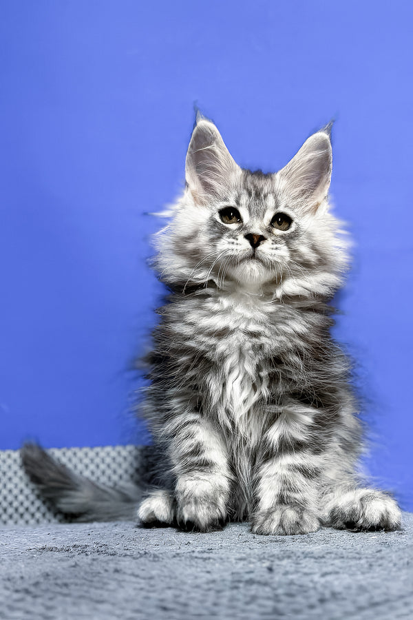 Doni | Maine Coon Kitten