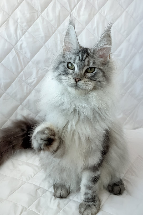 Dora | Maine Coon Kitten
