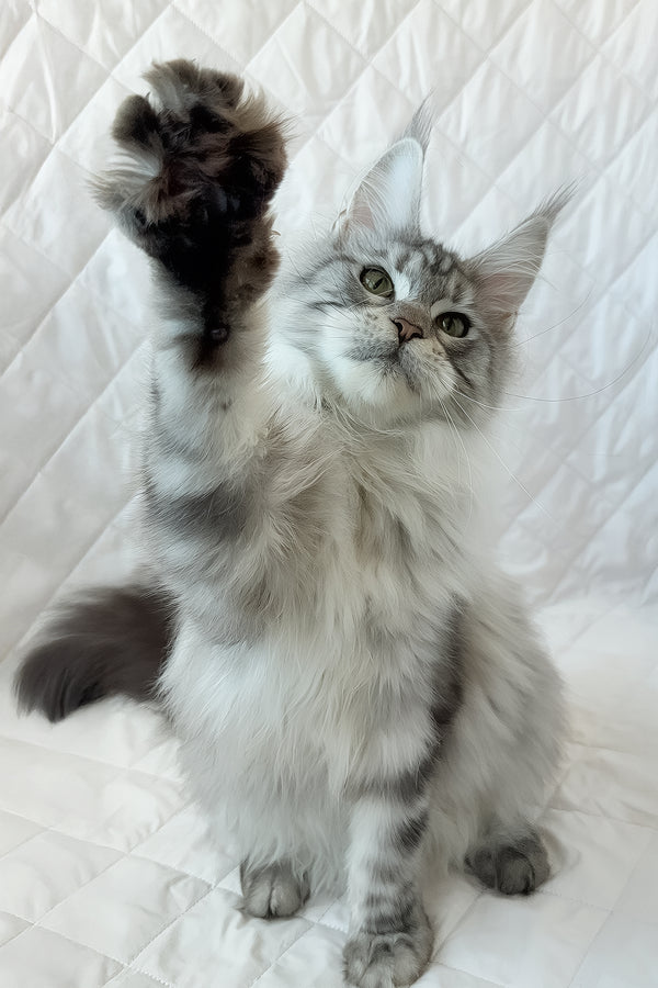 Dora | Maine Coon Kitten