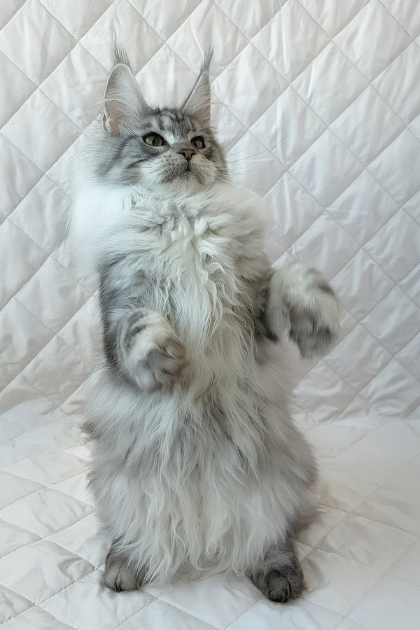 Dora | Maine Coon Kitten