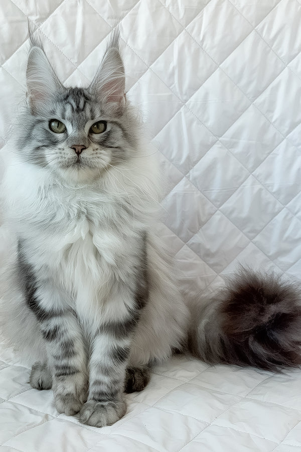 Dora | Maine Coon Kitten