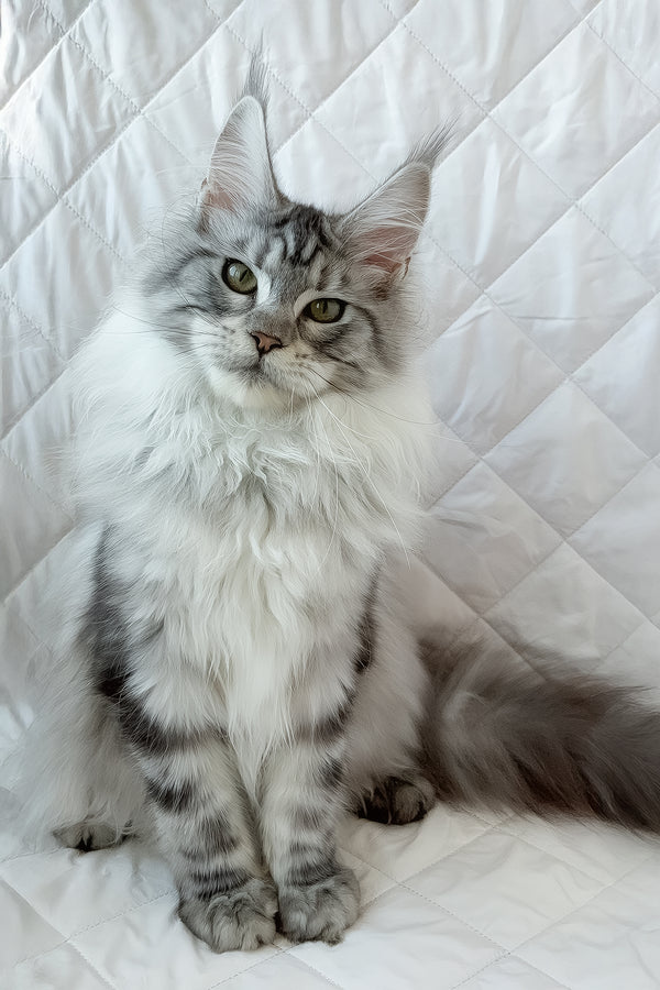 Dora | Maine Coon Kitten