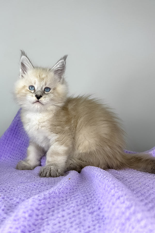 Dream Catcher | Maine Coon Kitten