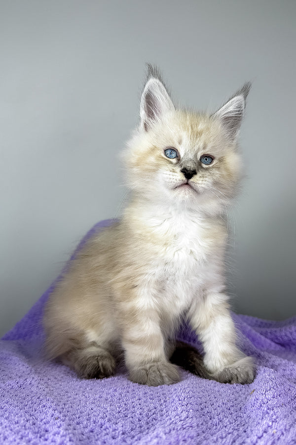 Dream Catcher | Maine Coon Kitten