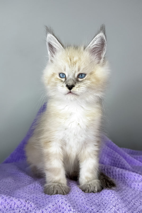 Dream Catcher | Maine Coon Kitten