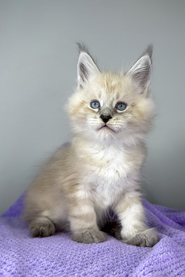 Dream Catcher | Maine Coon Kitten