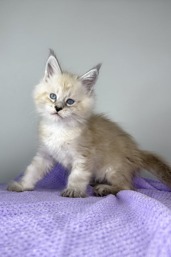 Dream Catcher | Maine Coon Kitten