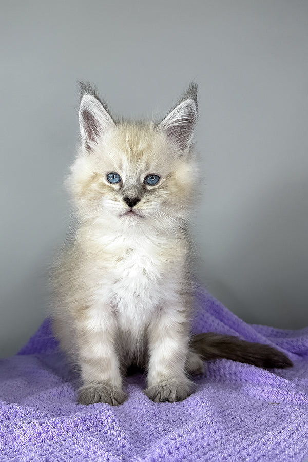 Dream Catcher | Maine Coon Kitten