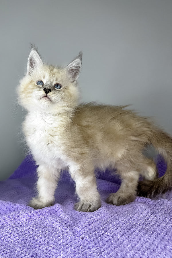 Dream Catcher | Maine Coon Kitten