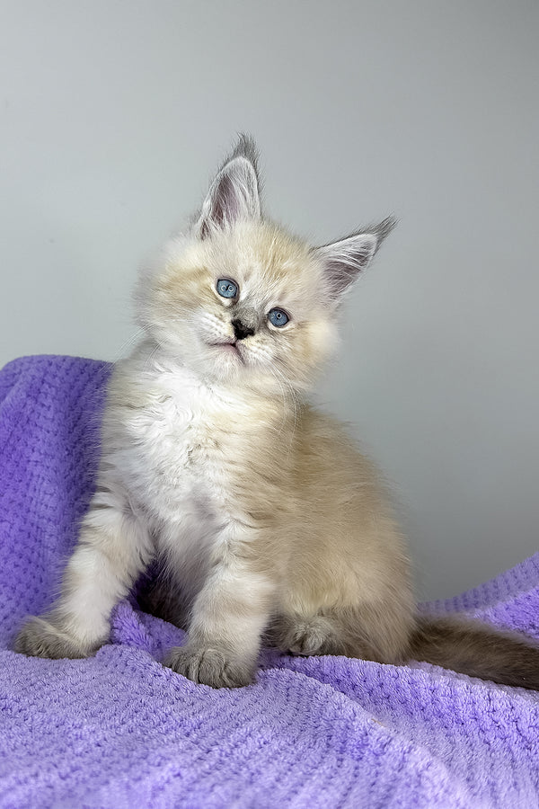 Dream Catcher | Maine Coon Kitten