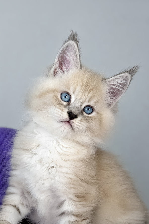 Dream Catcher | Maine Coon Kitten