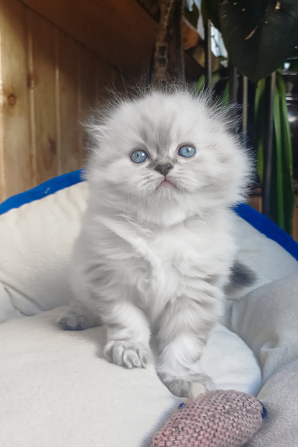 Drogo | Scottish Fold Longhair Kitten